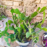 کاکتوس|گل و گیاه طبیعی|شیراز, شهرک قمشه|دیوار