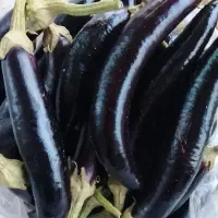 بادمجان محلی