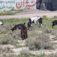 بزغاله