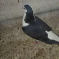 پرنده