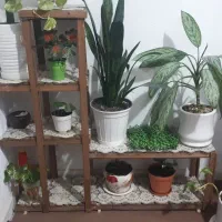 استندبا گل و گلدون