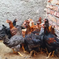 تعدادینوچهمرغوخروس