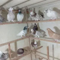 کفتر|پرنده|رباط‌کریم, شترخوار|دیوار