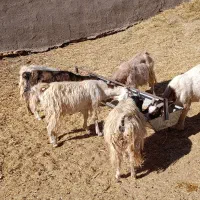 بزه دورگ|حیوانات مزرعه|سده (خراسان جنوبی), |دیوار