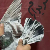 نر پیس پرشی