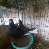 ۲تا جوجه کفتر دم‌سفید ۵ تا صیدشب روز نداره بشرط