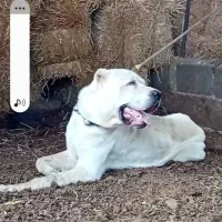 فروش الابای نر ماده درشت بهترین مولد ها