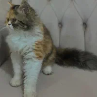 گربه|گربه|آبادان, |دیوار