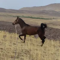 کره مادیان تازه سواری شده