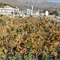 ریشهانگورسیاه سردشت