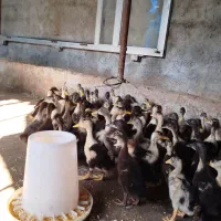 جوجه اردک اسراییلی 40 روزه|حیوانات مزرعه|بهشهر, |دیوار