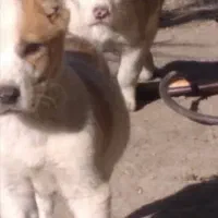 آلابای بااصالت نگهبان.. گله ای و..فی فقط سه|سگ|مشهد, ترمینال|دیوار