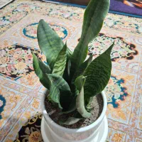 پتوس ، سانسوریا و ...|گل و گیاه طبیعی|تهران, امیریه|دیوار