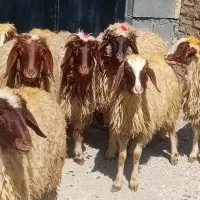 شیشک گوسفند سنجابی میش و بره