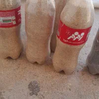 بذر قابل کاشت