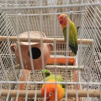 اوپلاین گرین جفت|پرنده|تهران, سردارجنگل|دیوار