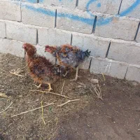 خروس لهستانی|حیوانات مزرعه|تربت جام, خیرآباد|دیوار