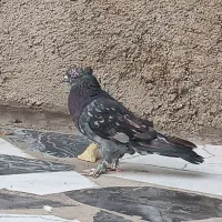 کفتر نر سرور|پرنده|باقرشهر, |دیوار