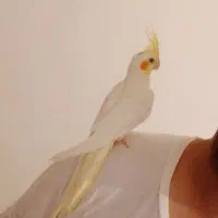 عروس هلندی نر رام|پرنده|کنگاور, |دیوار