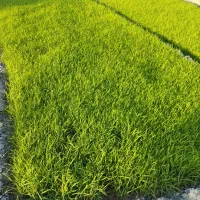 نشا