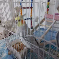 عروس هلندی نر بالغ