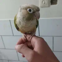 طوطی سخن گو