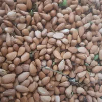 بادام کوهی|خوردنی و آشامیدنی|باشت, |دیوار