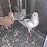دوجفت شهری جوان،|پرنده|شیراز, تندگویان|دیوار