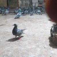 سلام وعرض ادب ۴عدد جوجه پلاکی مسافتی دونه ای ۵۰۰|پرنده|یاسوج, |دیوار