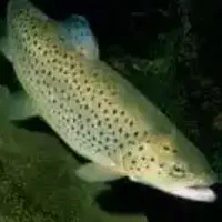 ماهی قزل آلا فرانسه