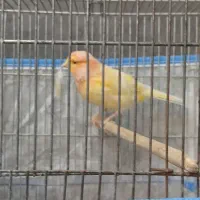قناری نر