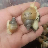 فروش حلزون|خزنده|اردکان, |دیوار