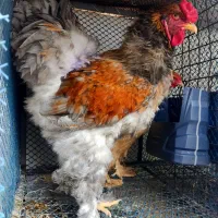 برهما وارداتی|حیوانات مزرعه|ایلام, |دیوار