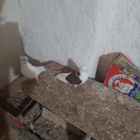 کبوتر 3 جفت|پرنده|قشم, |دیوار