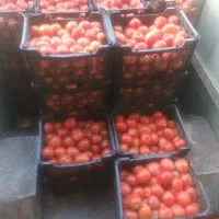 گوجه ربی