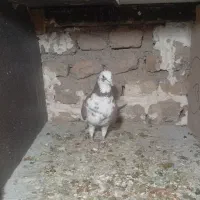 کبوتر پرشی|پرنده|کرج, اسلام‌آباد|دیوار