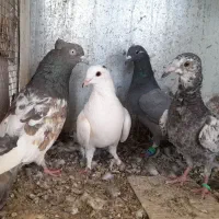 ۴ عدد گرفتنی|پرنده|تربت‌حیدریه, باغ سلطانی|دیوار