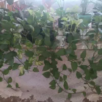 گل های خانگی و قیمت مناسب