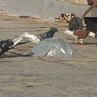 کفتر بومب فوری|پرنده|گلبهار, شهر جدید گلبهار|دیوار