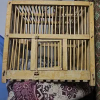 قفس مناسب پرنده