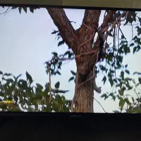 تلوزیون ۳۲ اینچ آیوا