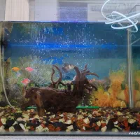 آکواریوم شیشه خم|ماهی|محمدیه-قزوین, |دیوار