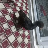 جوجه به ماه و نیمه گلین و برهما