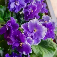 گل بنفشه آفریقایی طبیعی