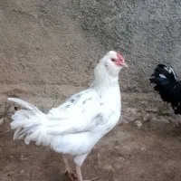 خروس گلین اصیل|حیوانات مزرعه|بیستون, |دیوار