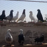 پردیس