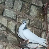 کبوتر شصتی کبود ماده|پرنده|اسفرورین, |دیوار