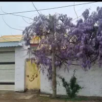 ویلامتراژ۲۰۰متر،دارای نسق معتبر،تونل سبز،فومن،رشت