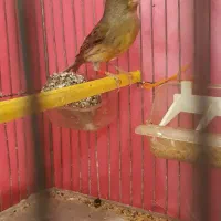 قناری ماده جفتی سهره هوش باصدا میخابه