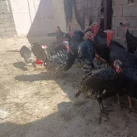 تخم بوقلمو|حیوانات مزرعه|پاکدشت, پاکدشت (مامازند)|دیوار